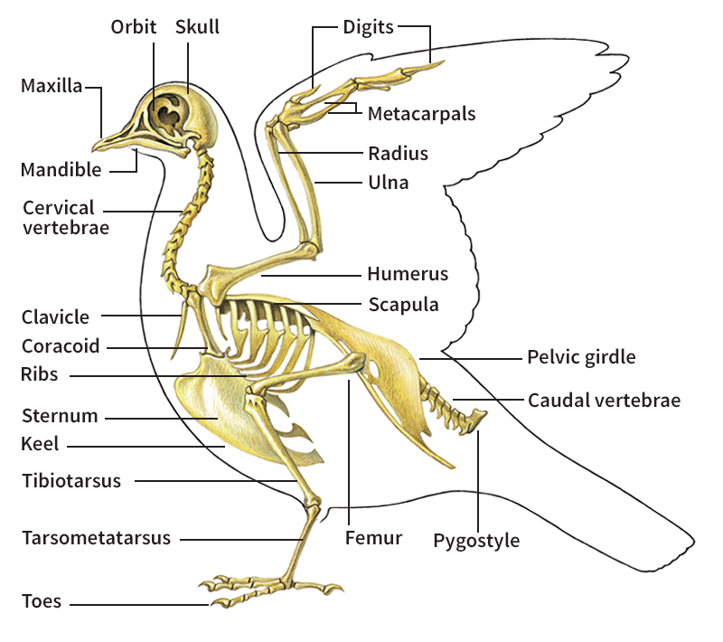 Skeleton of a bird