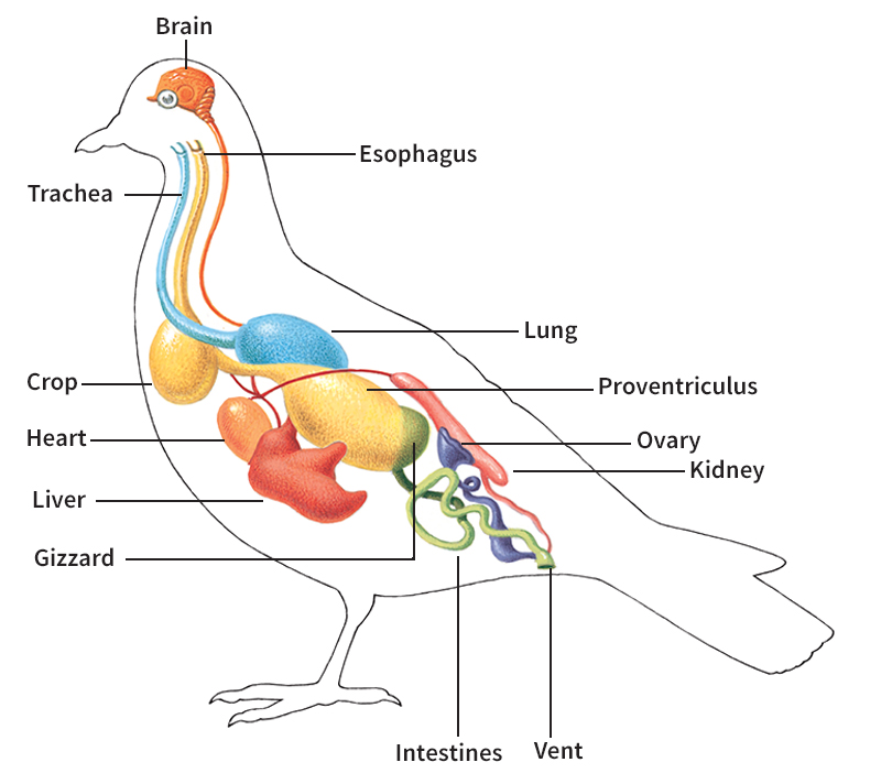 Internal organs of a bird