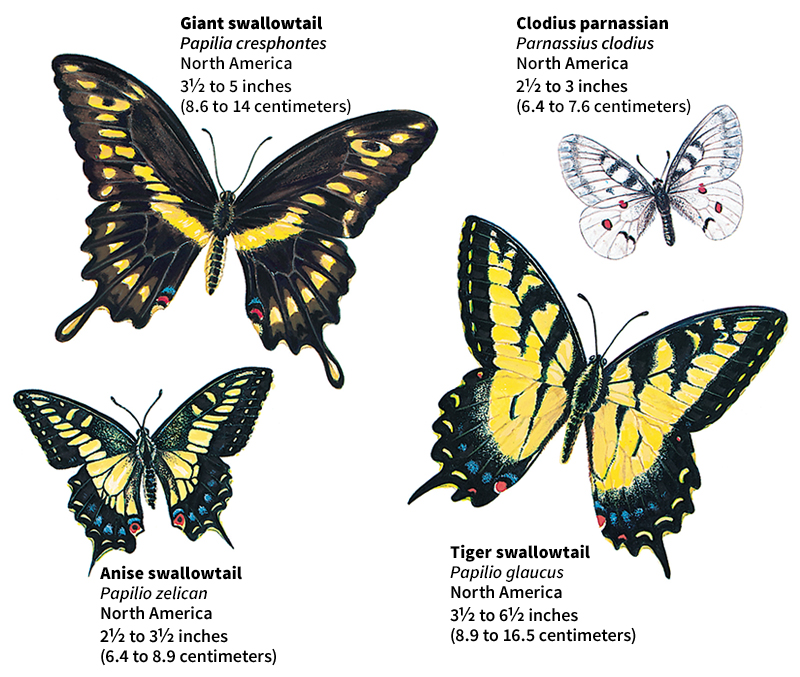 Swallowtail butterflies