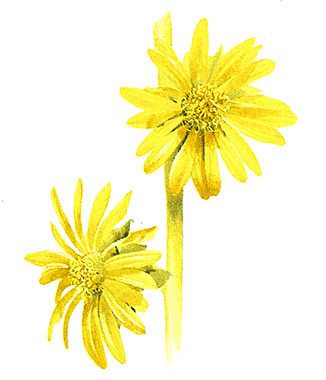 Compass plant