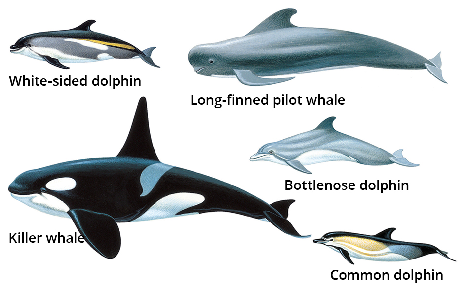 Some kinds of dolphins