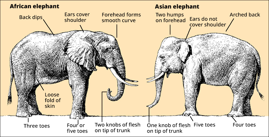 How African and Asian elephants differ