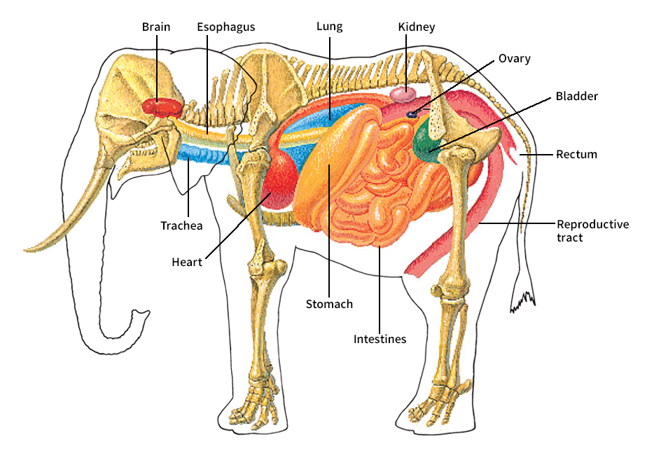 Internal anatomy of a female African elephant