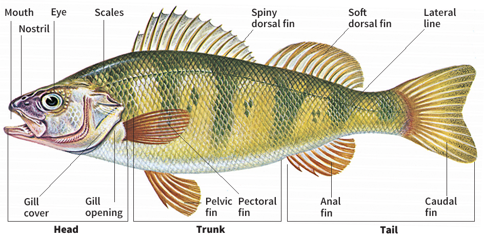 External anatomy of a fish