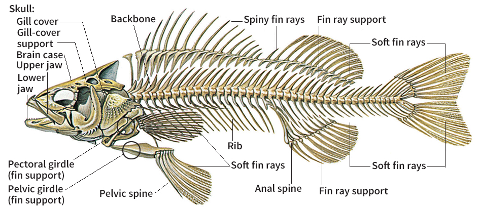 Skeleton of a fish