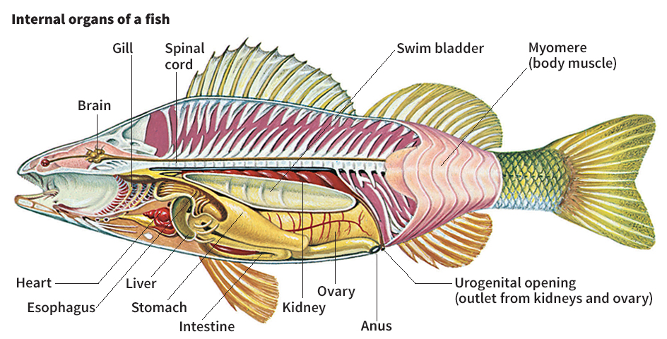 Internal organs of a fish