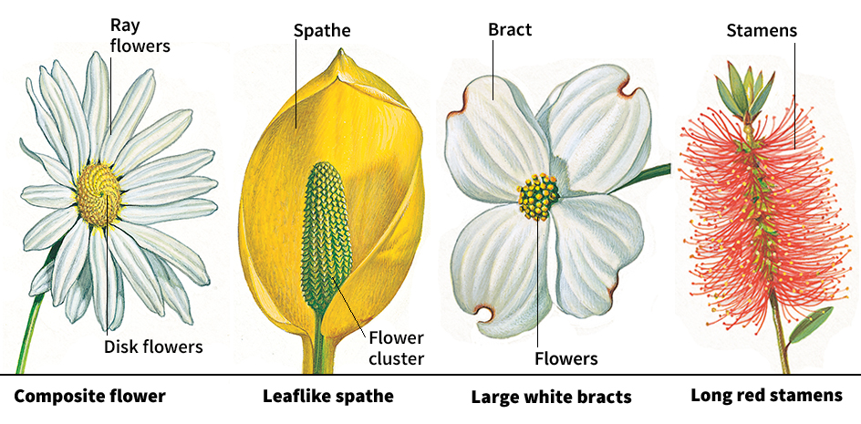 Variations in flower structure