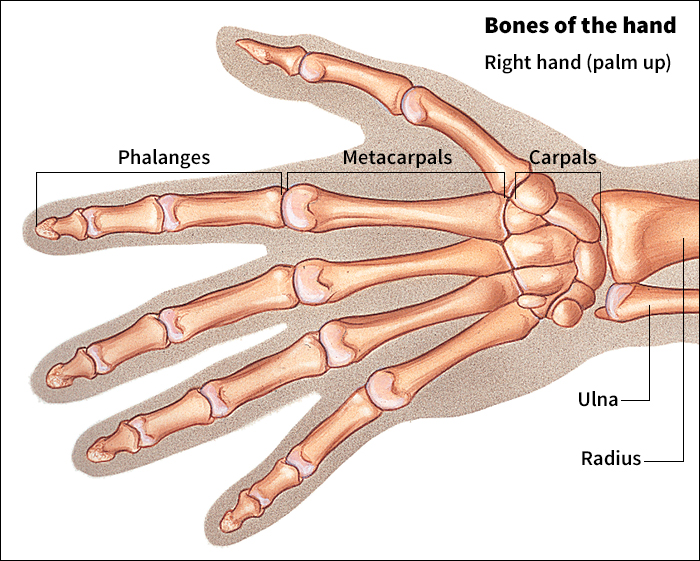 Bones of the hand