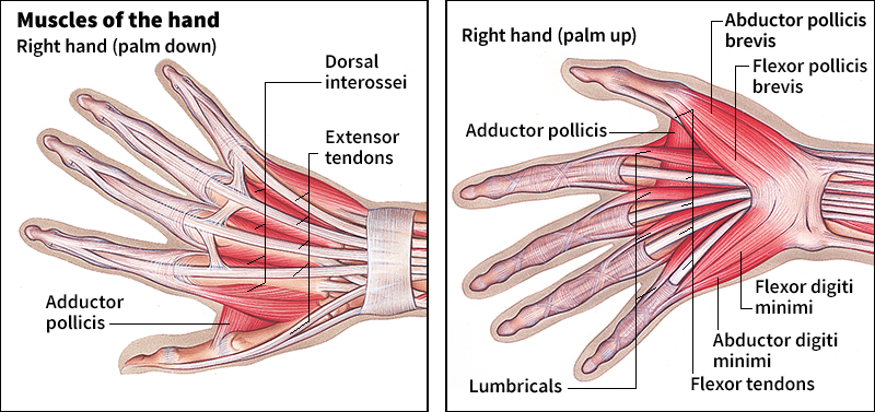 Muscles of the hand