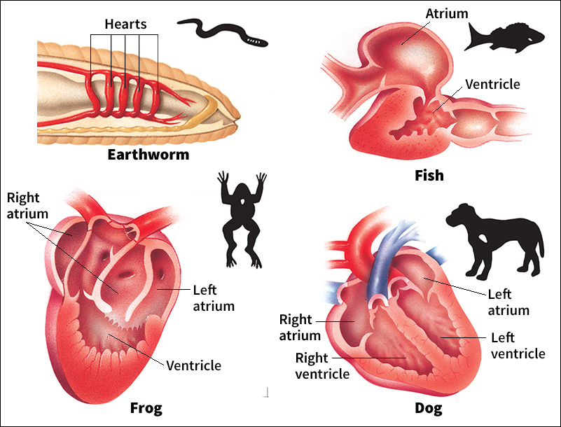 Animal hearts