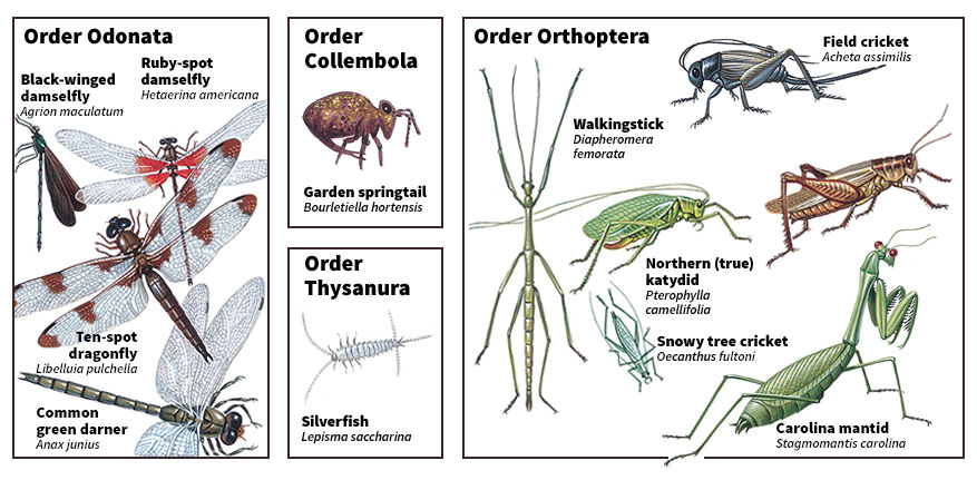 Familiar kinds of insects