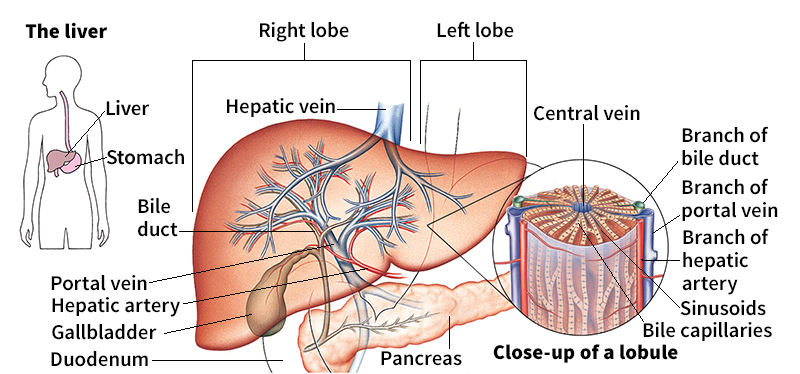 Liver