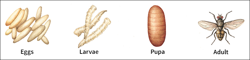 Complete metamorphosis of a house fly