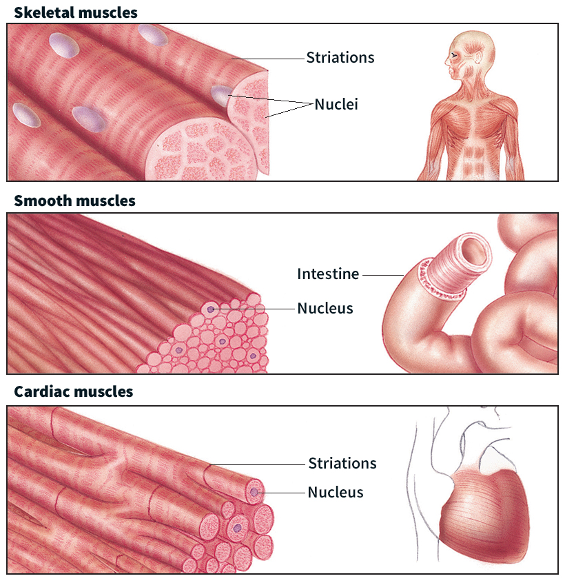 Kinds of muscles