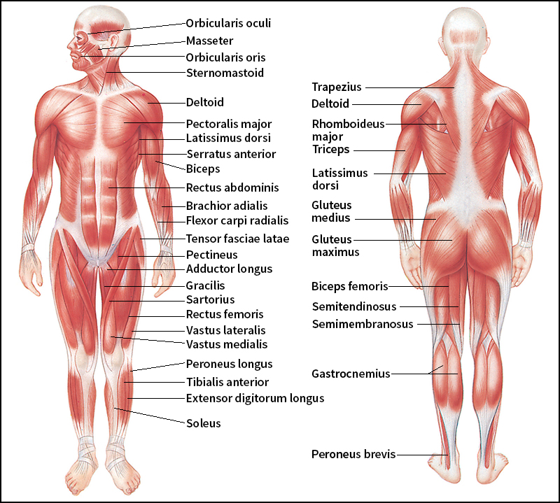 Skeletal muscles