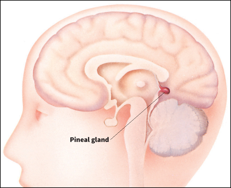 Pineal gland