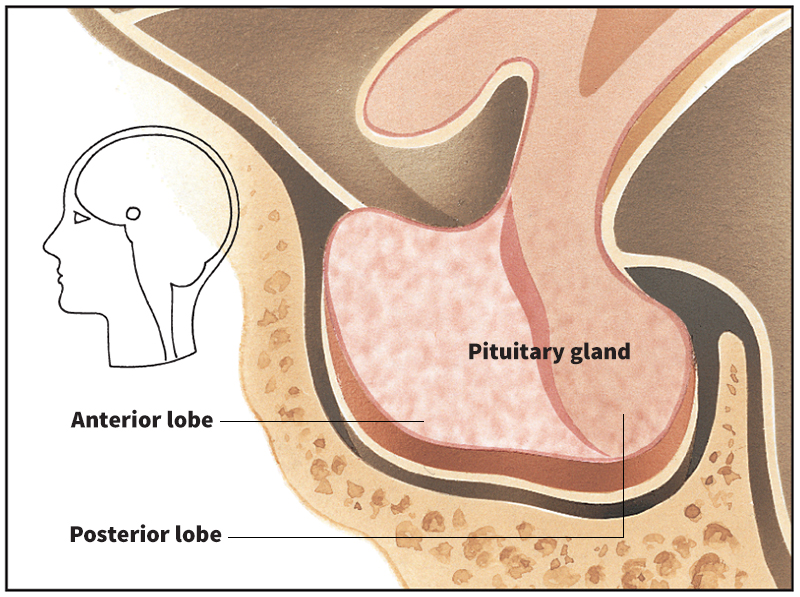 Pituitary gland