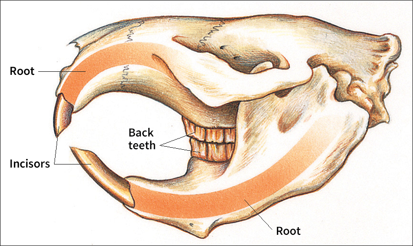 Teeth of rodents