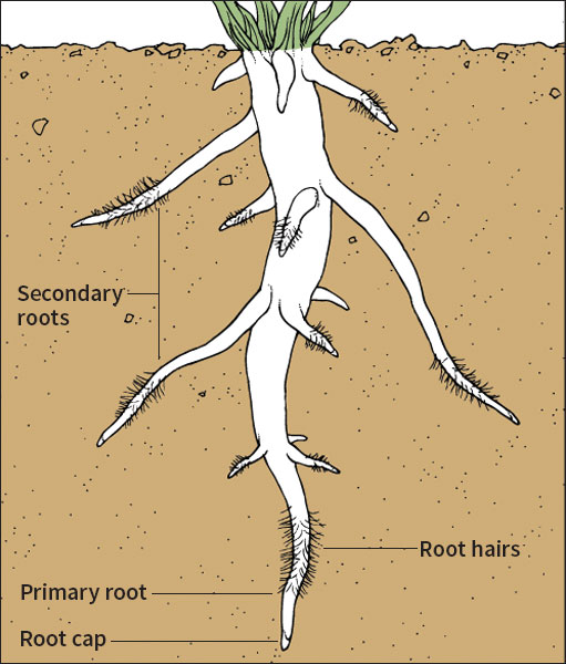 Main parts of a root system