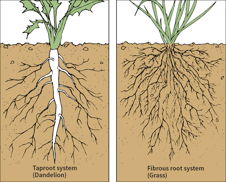 Two chief kinds of root systems