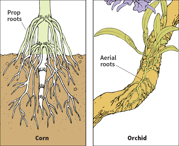 Specialized roots