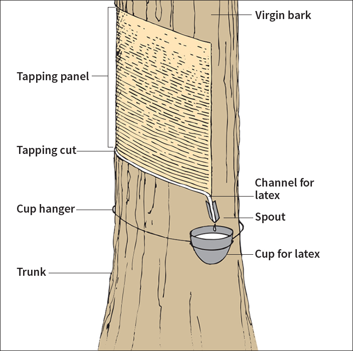 How a rubber tree is tapped