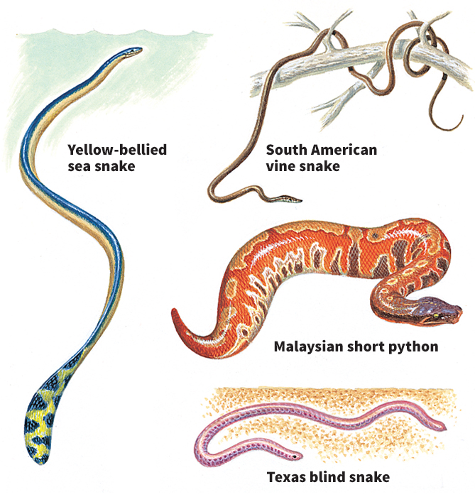 How body shape differs among snakes