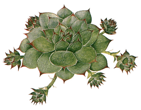 Sempervivum