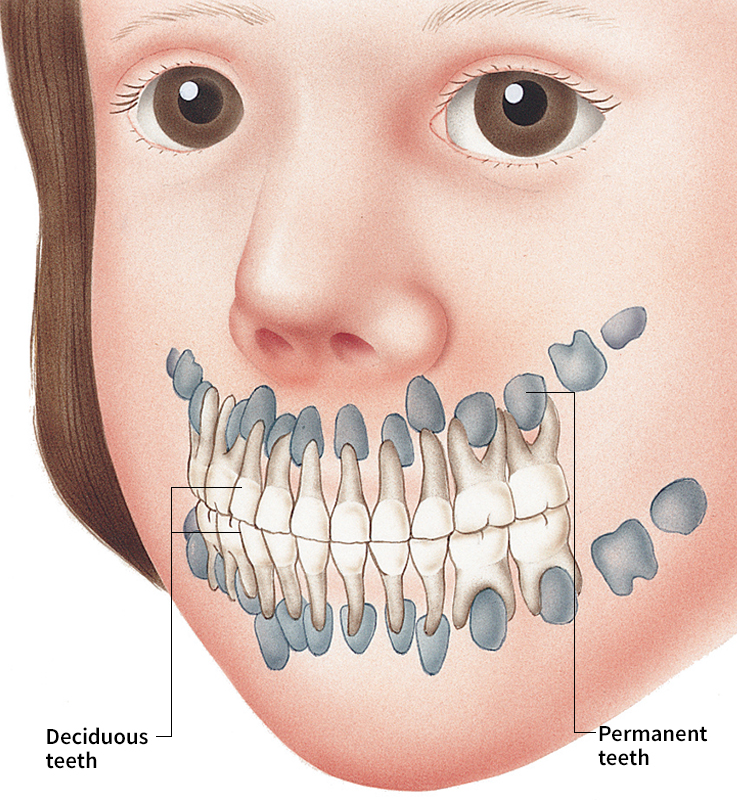 Teeth of a child