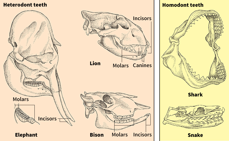 Some animal teeth