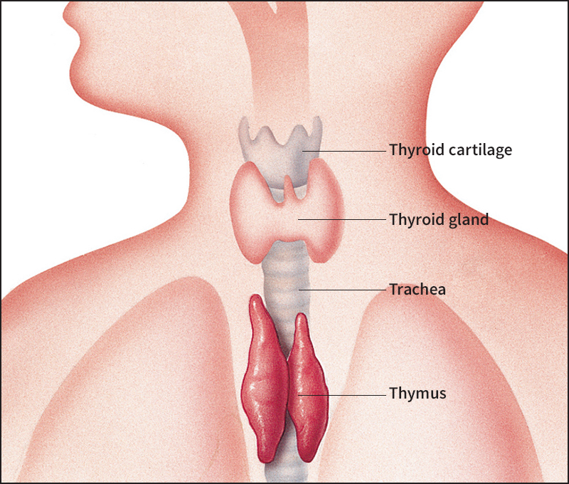 Thymus