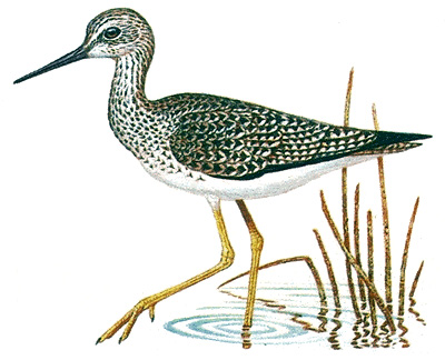 Yellowlegs