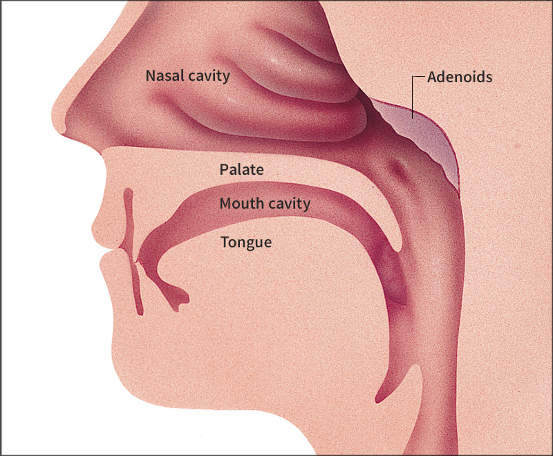 Adenoids