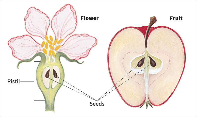 Angiosperm