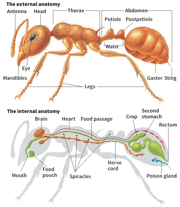 Body of an ant