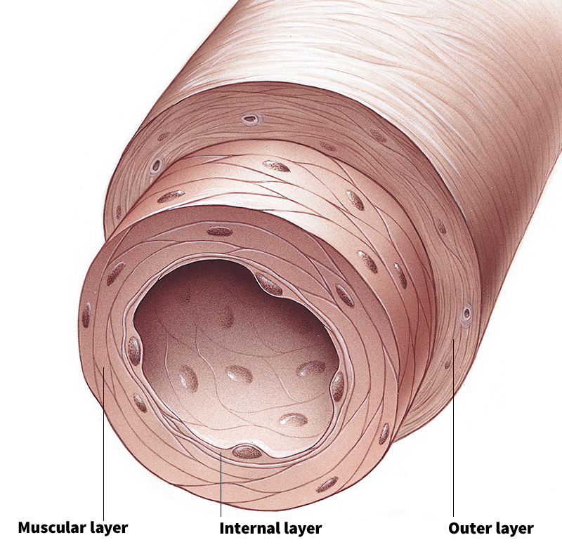 Cross section of an artery