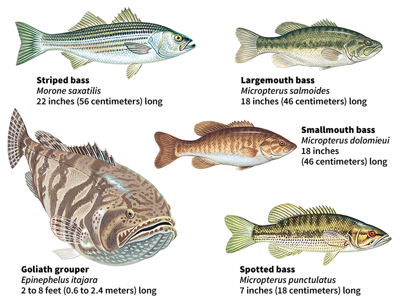 Some kinds of bass