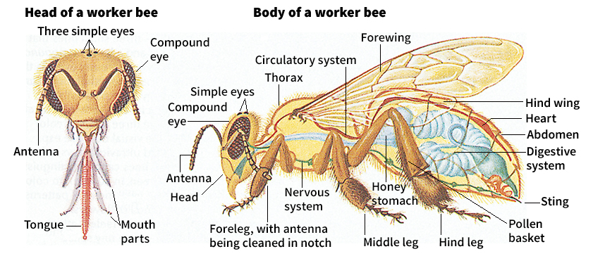 Head and body of a worker bee