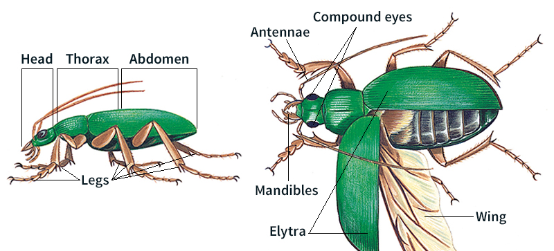 External anatomy of a beetle