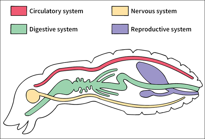 Internal anatomy of a beetle