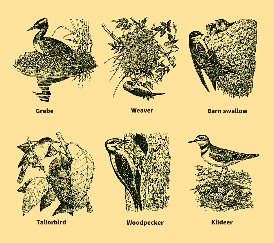 Kinds of bird nests