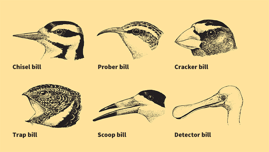 Types of bills