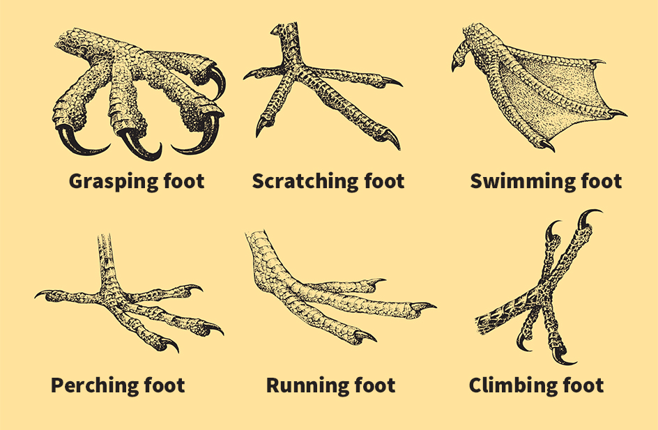 Types of feet