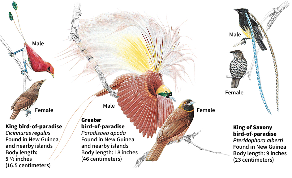 Birds-of-paradise