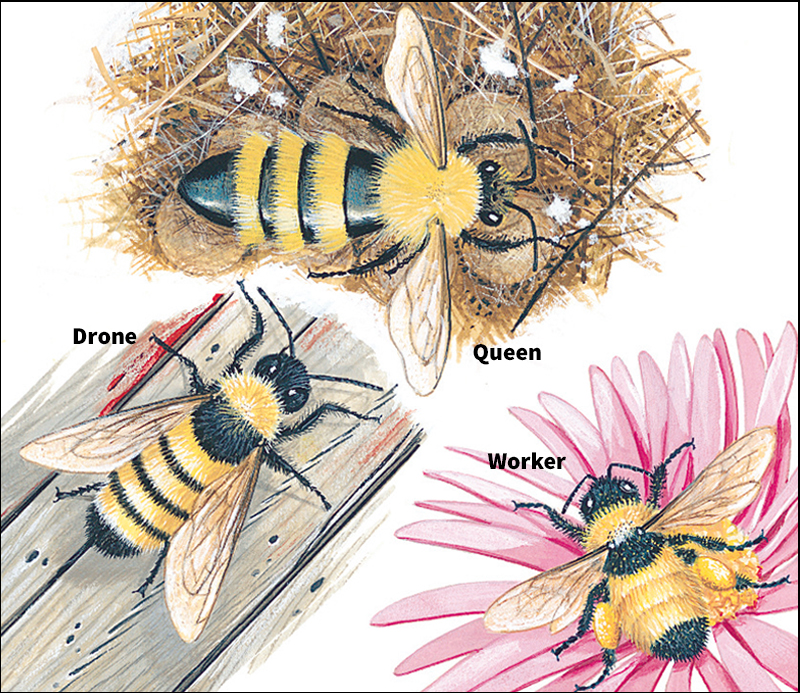 Some kinds of bumble bees