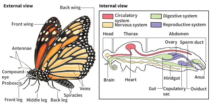 Anatomy of a butterfly