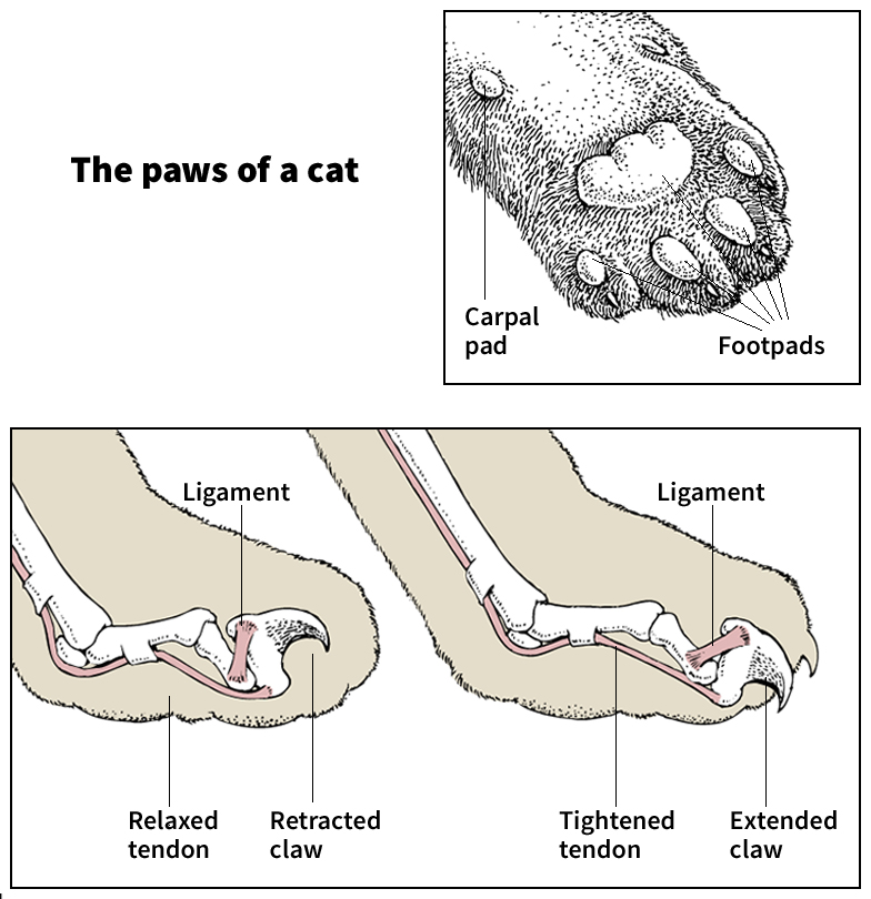 Paws of a cat