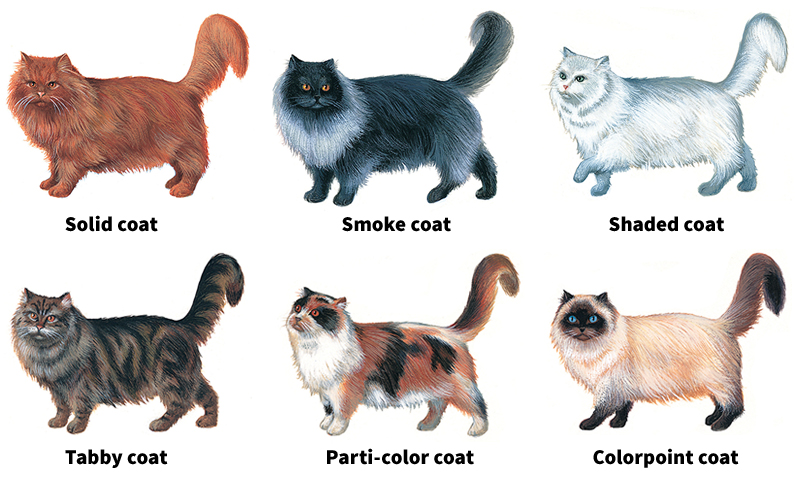 Coats of cats