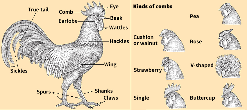 Parts of a chicken