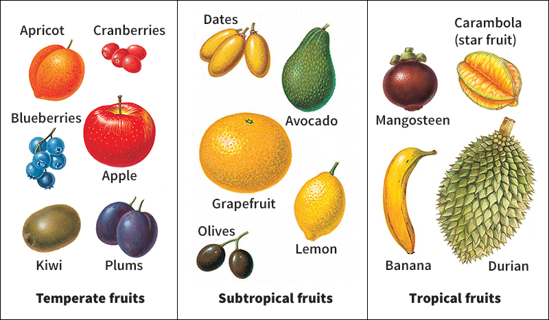 How horticulturists classify fruit